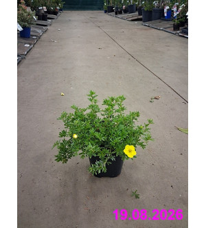 Potentilla frut. 'Kobold' C 1,4 L